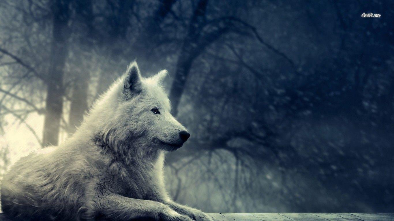 Wallpapers For > Grey Wolf Wallpapers Hd
