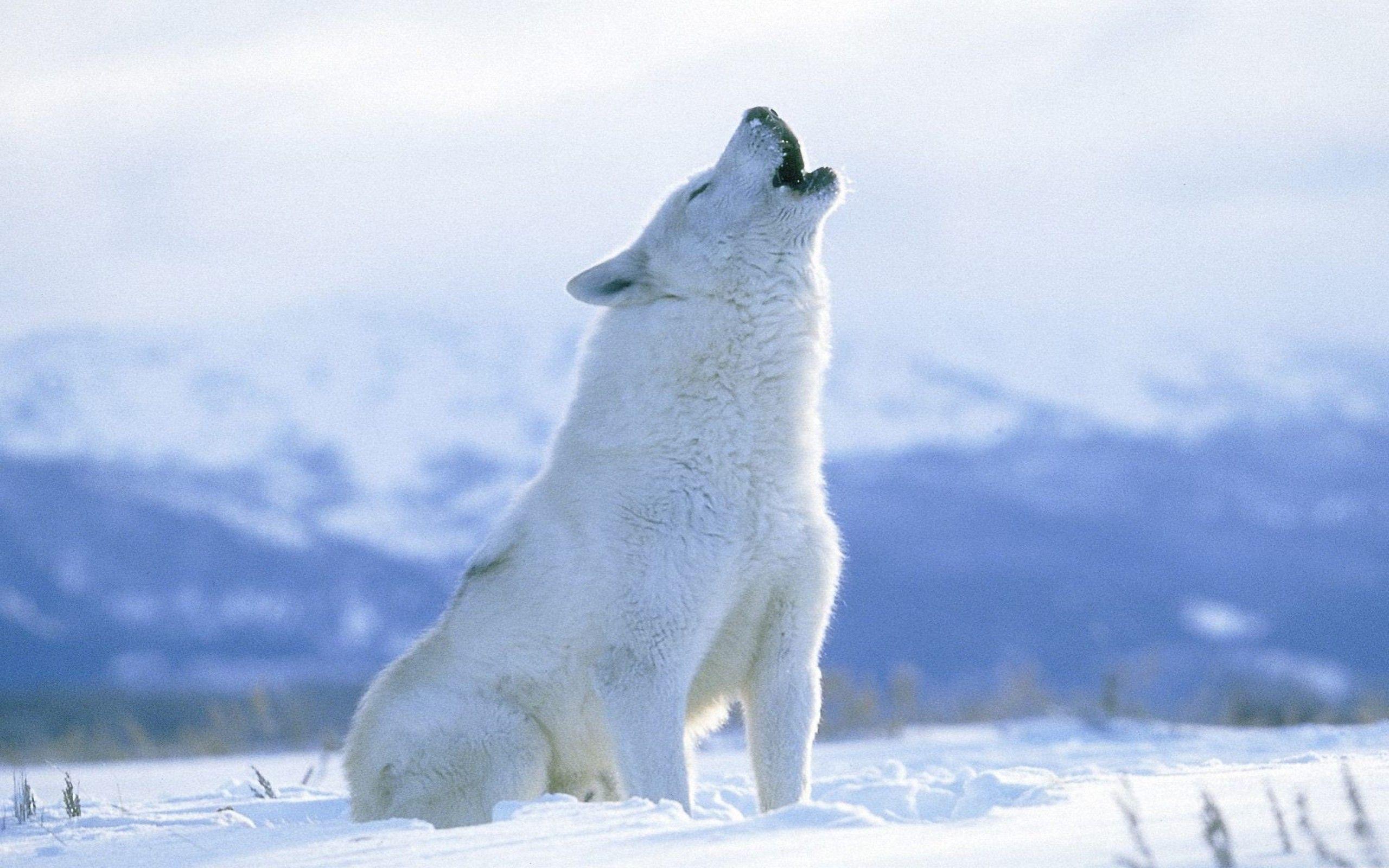 Arctic Wolf HD Wallpaper free picture