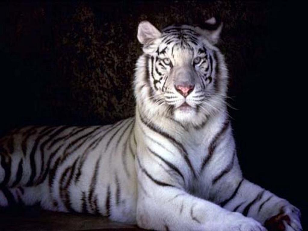 White Tigers Pictures
