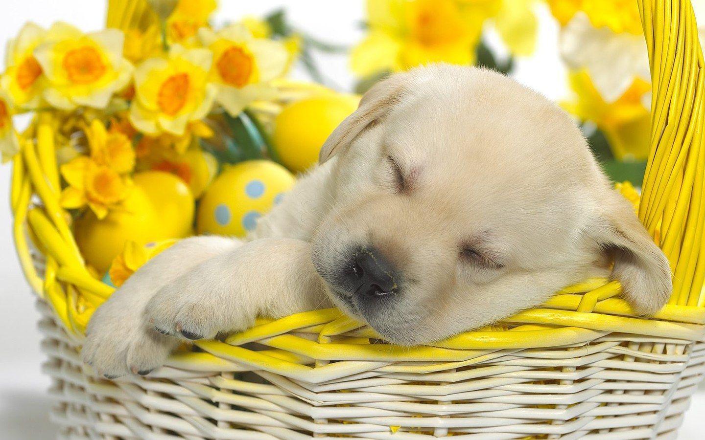 Sleeping Puppy Wallpaper, wallpaper, Sleeping Puppy Wallpaper HD