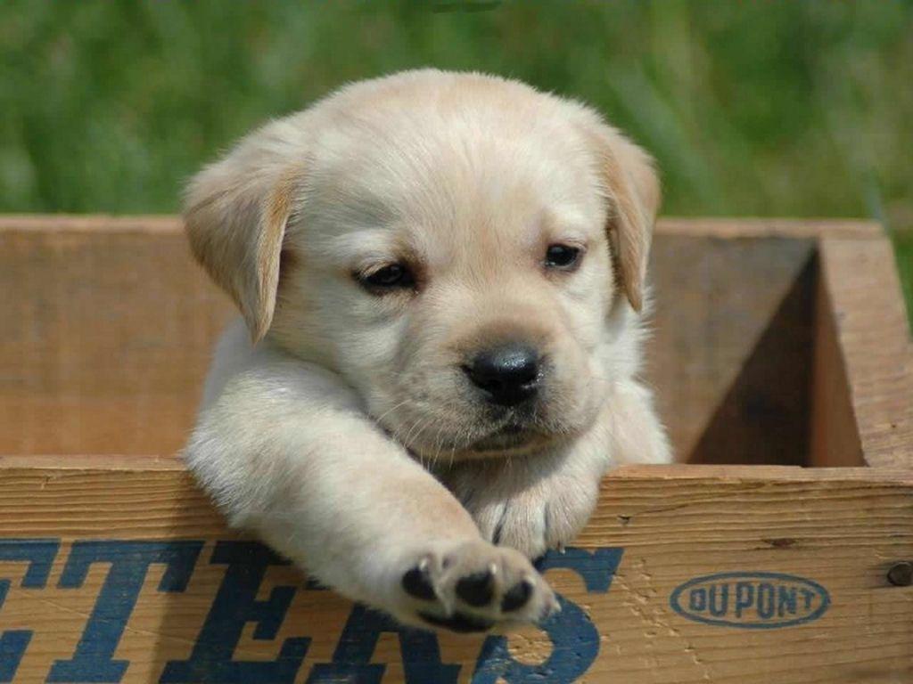 Cute Puppy Wallpapers for your Computer Desktop