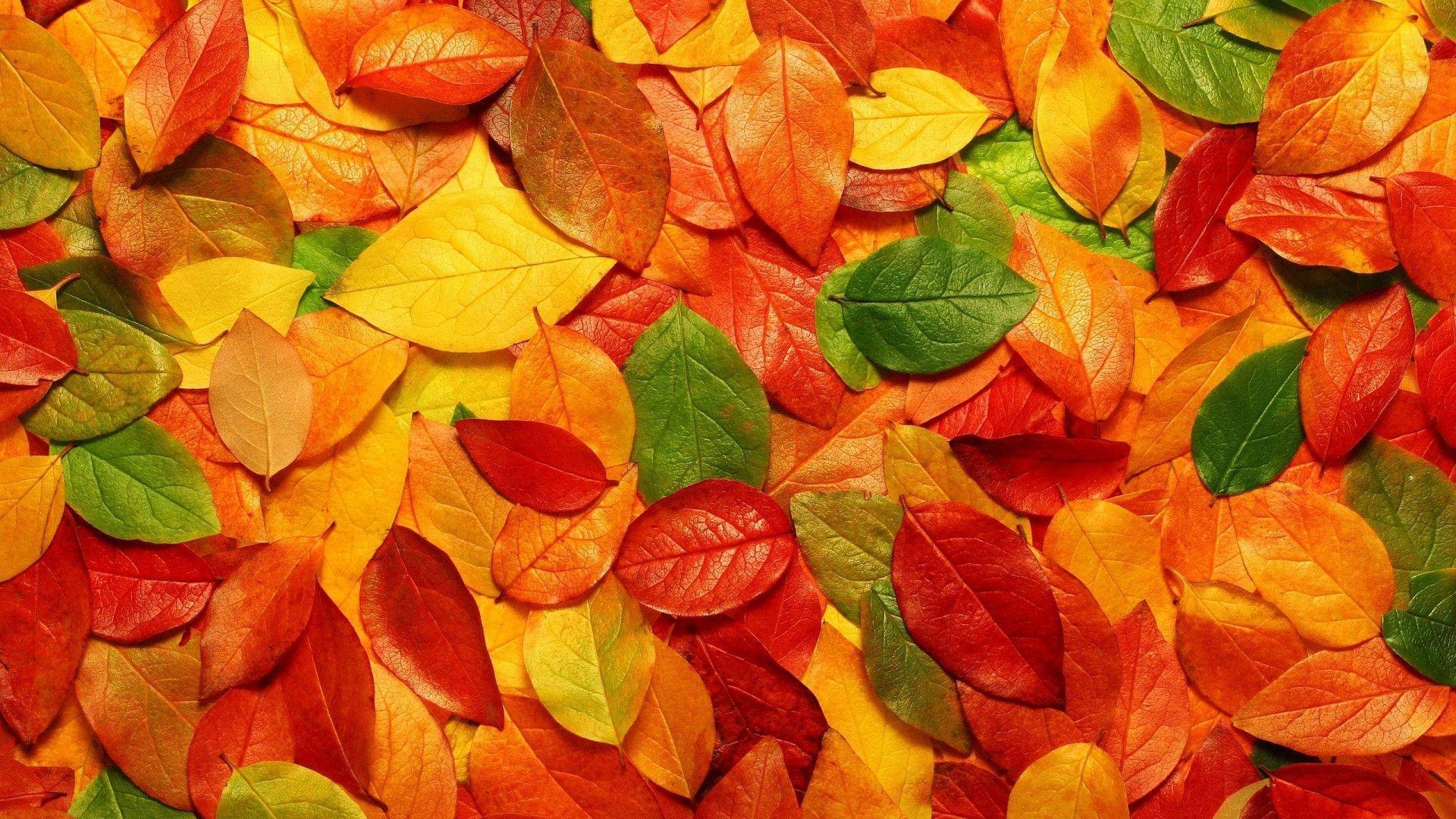 Colorful Autumn Leaves Hd Wallpaper. HD Wallpaper. Desktop