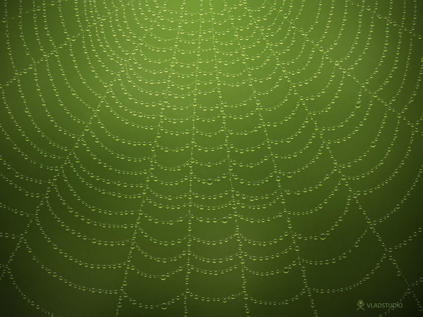 Water drops on a spider web 2