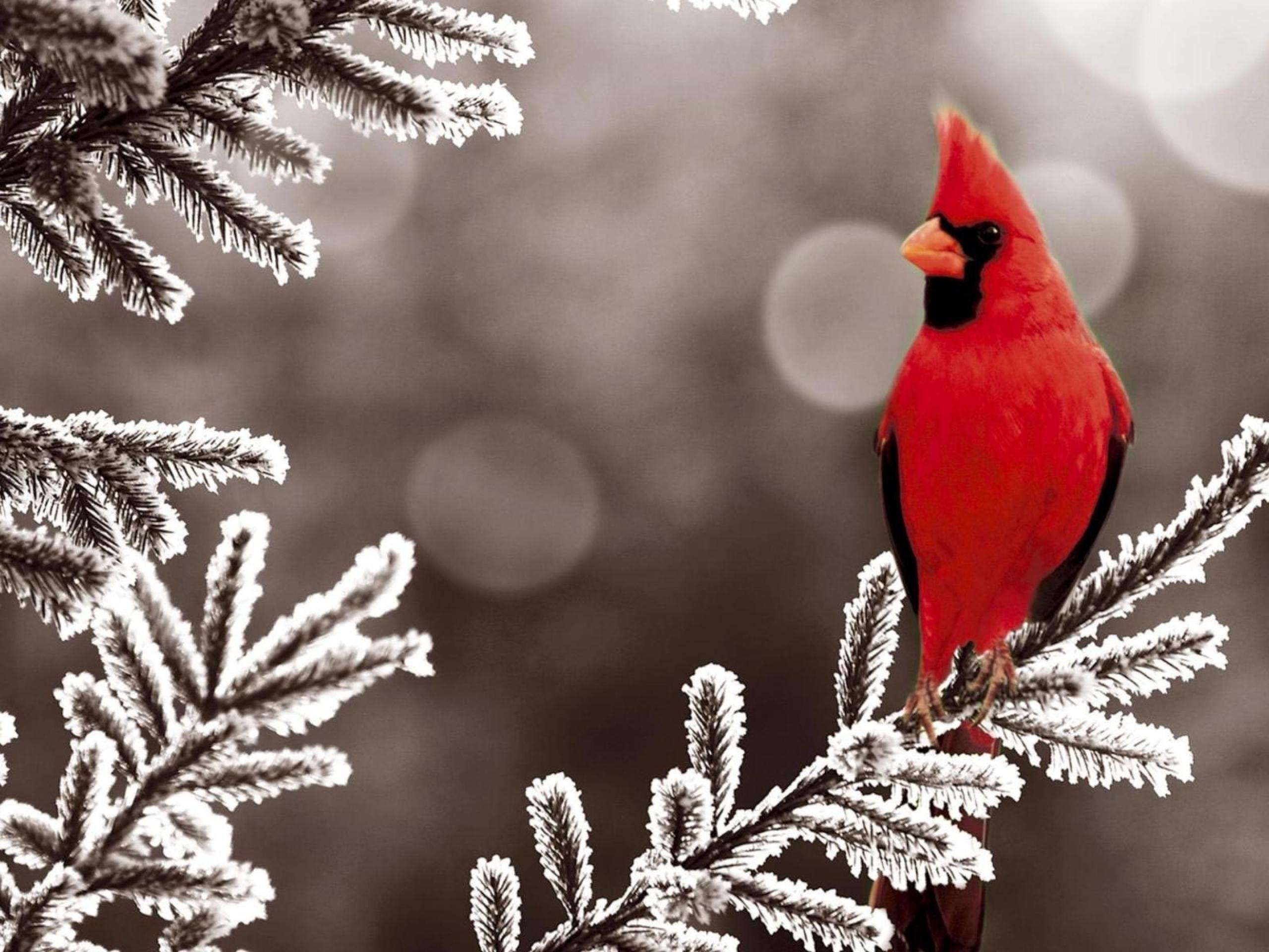 Download wallpaper red, bird, angry, snow free desktop wallpaper