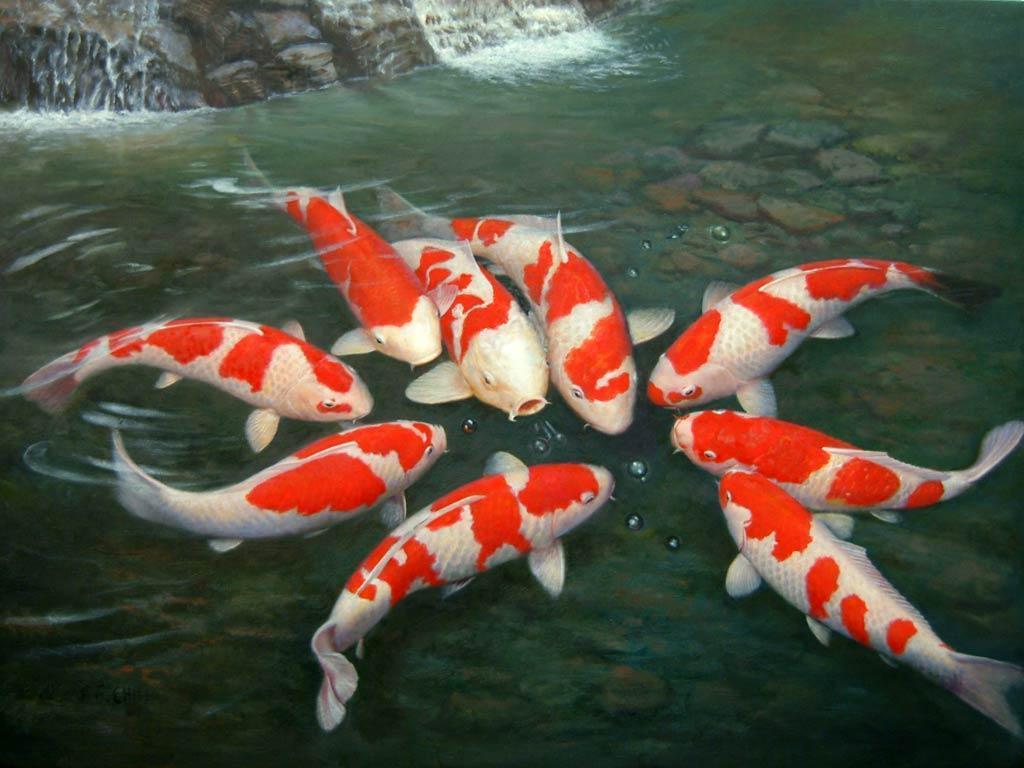 Koi Fish Backgrounds - Wallpaper Cave