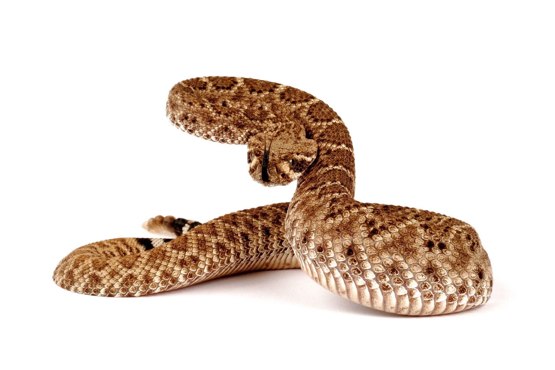 Download An upclose photo of a beautifully marked rattlesnake  Wallpapers com