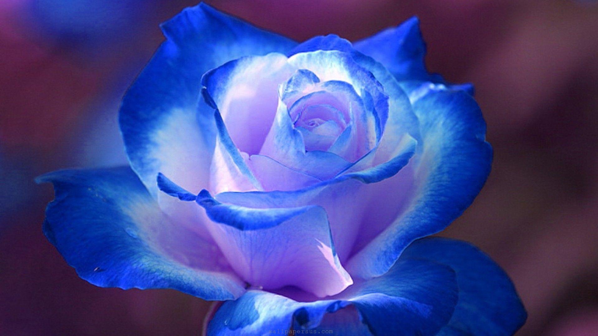 Blue Roses Wallpaper