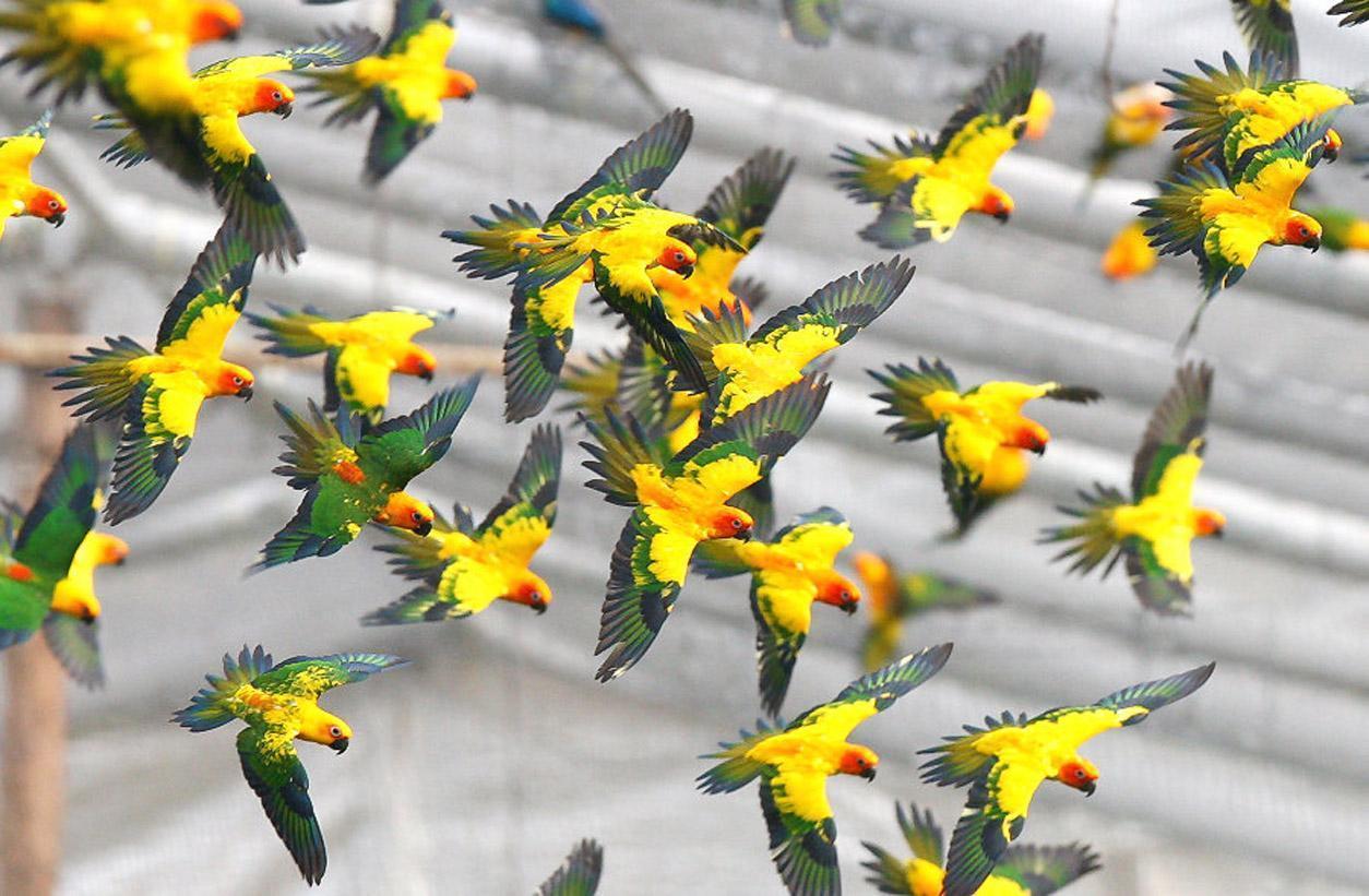 Free wallpaper Jandaya parakeet birds in flight