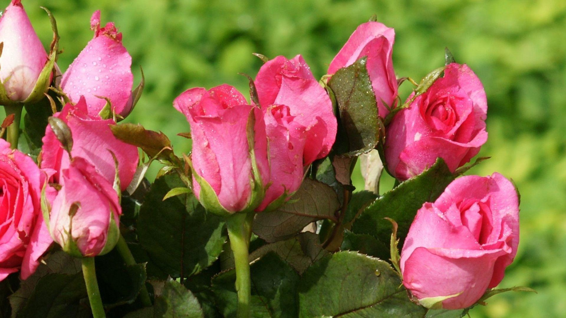 Beautiful Roses Wallpaper For Desktop HD 1080P 12 HD Wallpaper