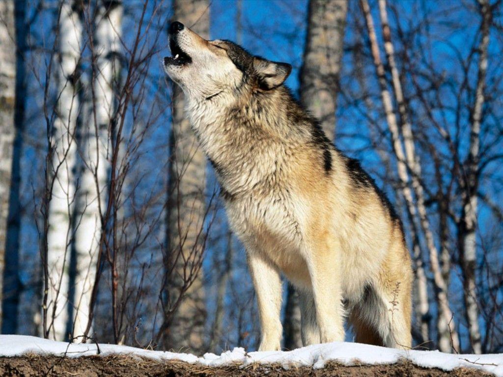 Grey Wolves HD Animals Wallpaper