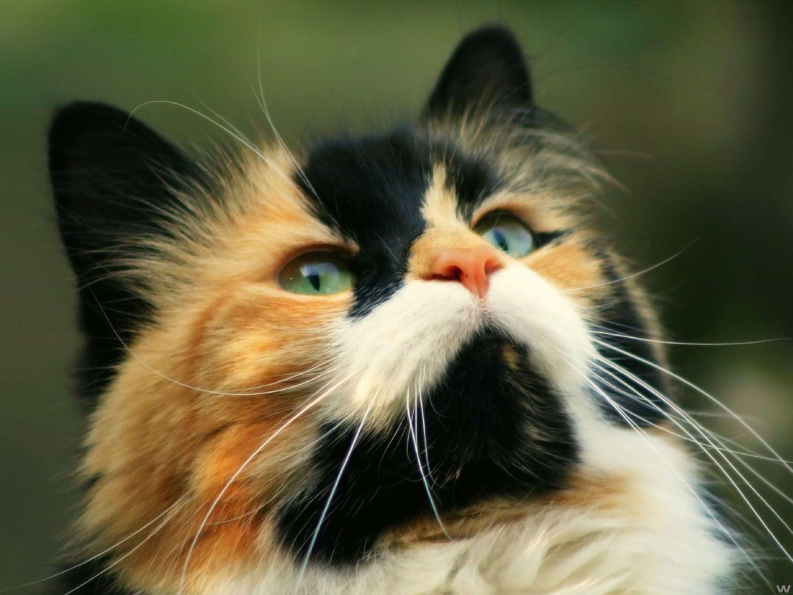 free animal wallpaper