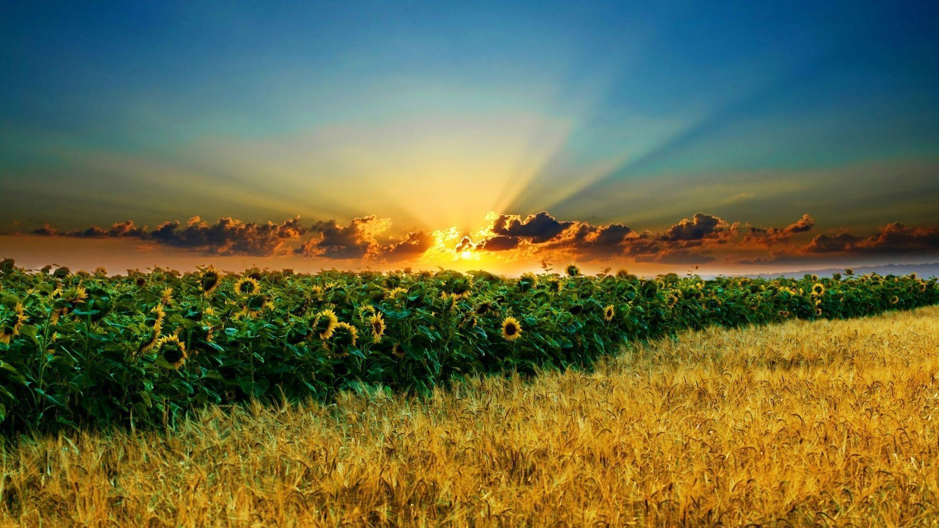 stunning HD wallpaper Search Engine