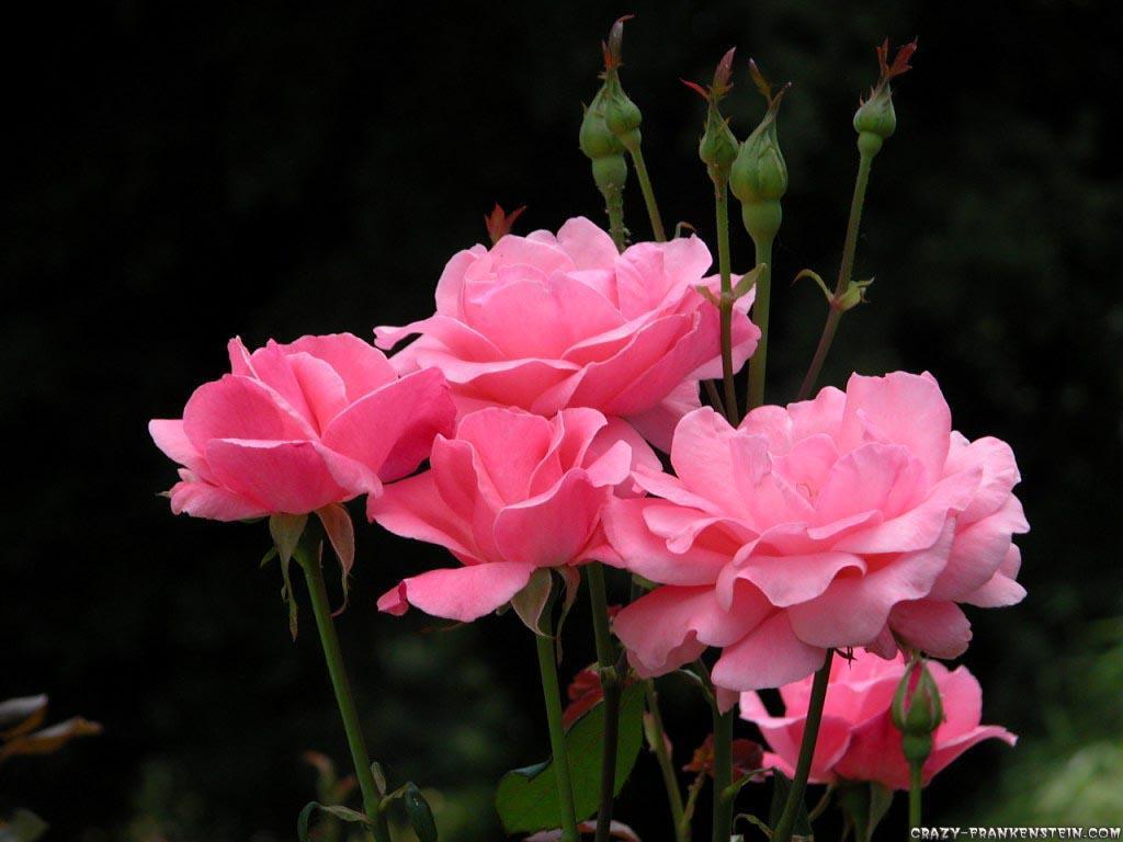Flowers For > Beautiful Pink Rose Flower Wallpaper