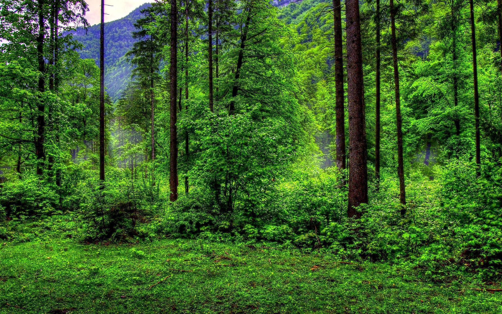 Wallpaper For > Green Forest Background