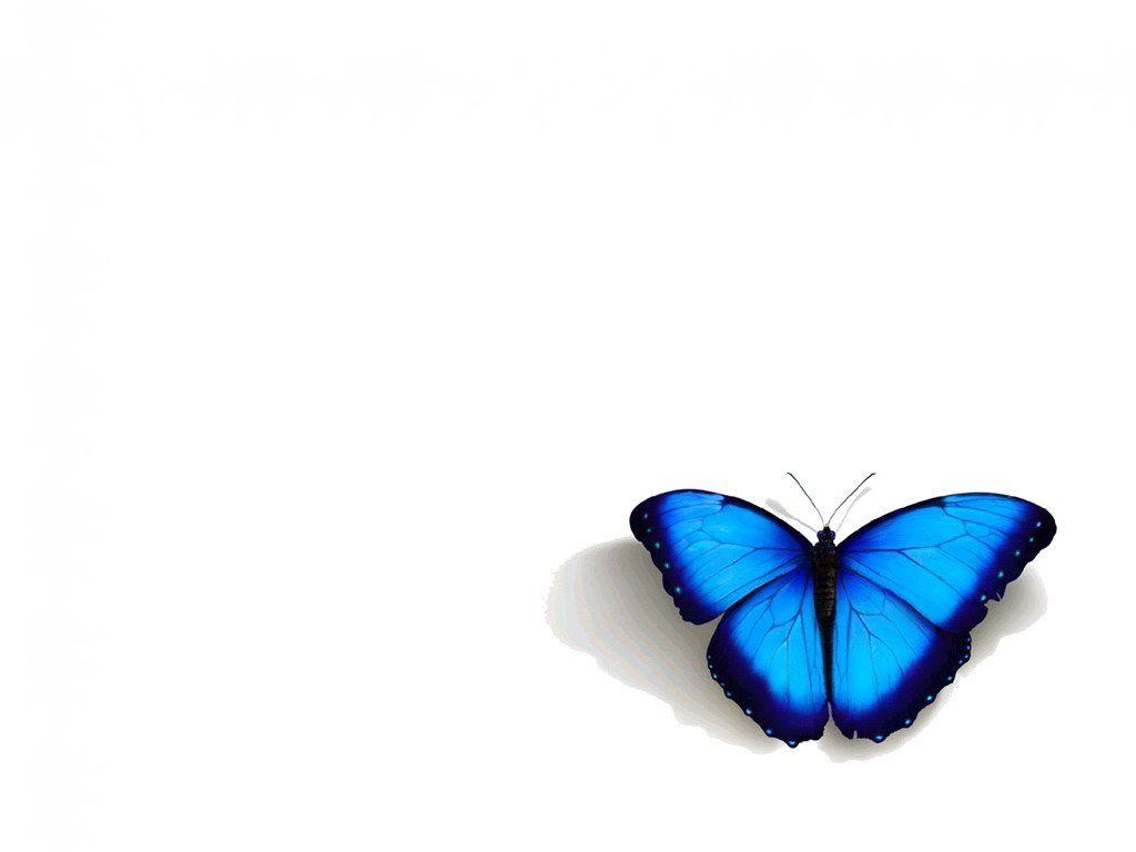 image For > Blue Butterfly Background