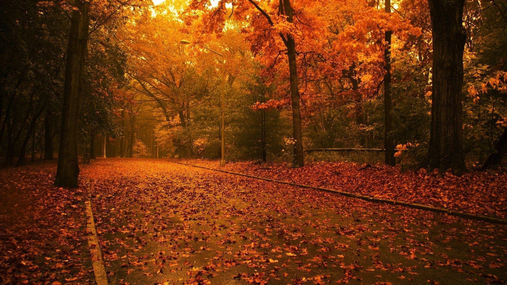 Autumn Trees Road Wallpaper