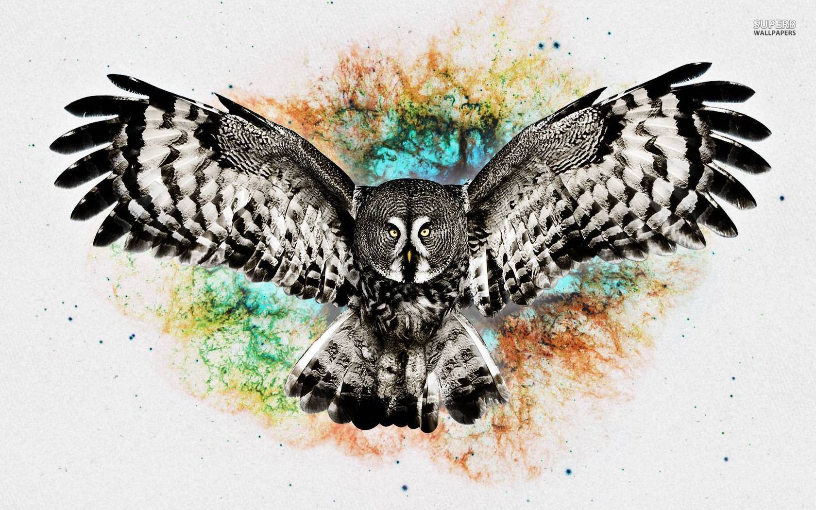 Owl wallpaper Art wallpaper - #