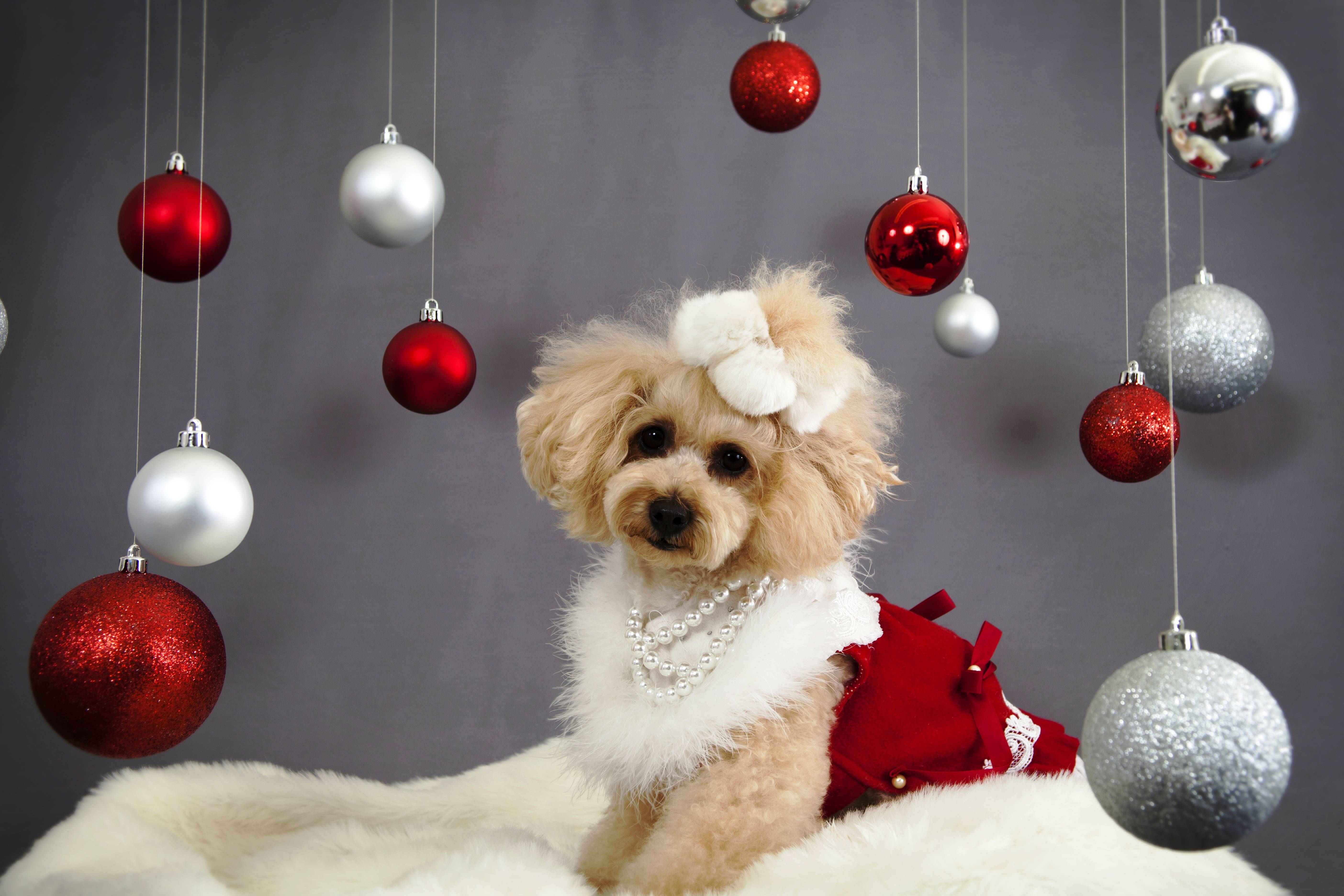 Xmas Stuff For > Cute Dog Christmas Wallpaper