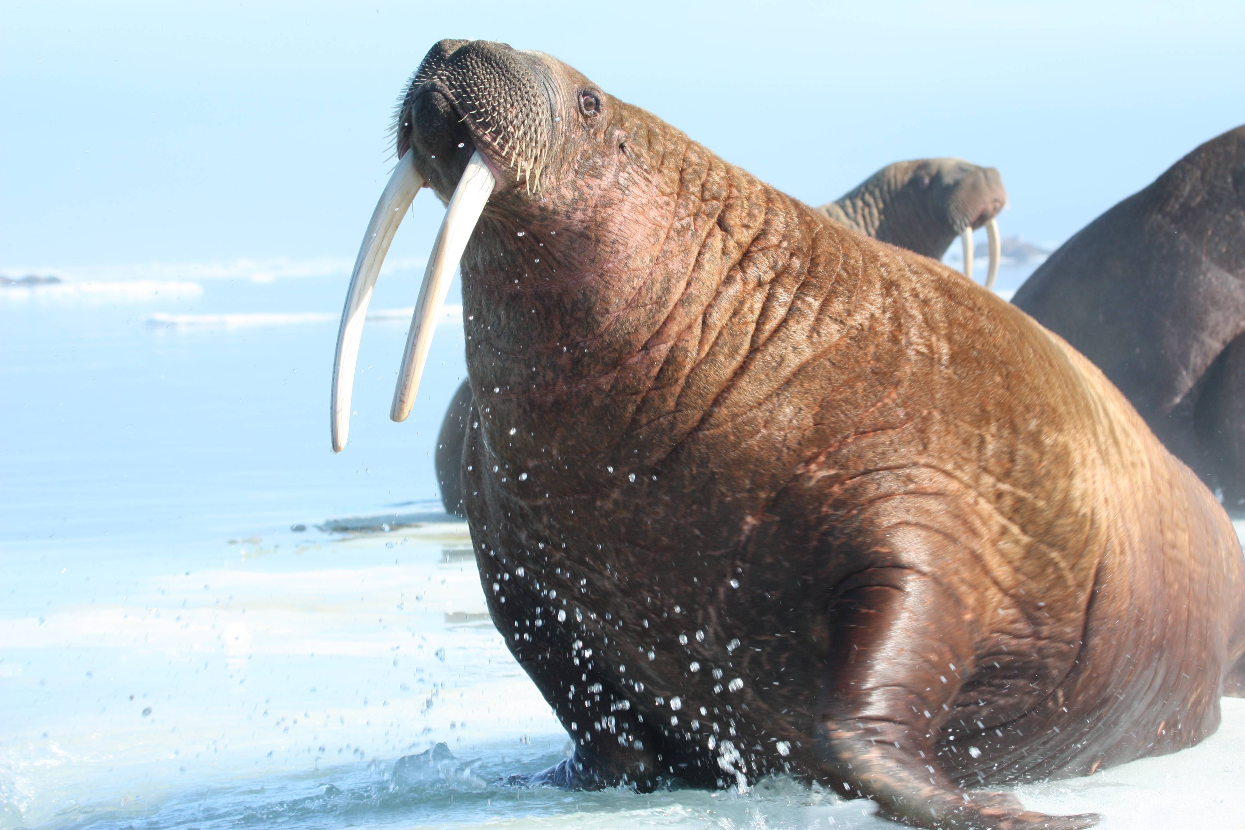 image For > Walrus