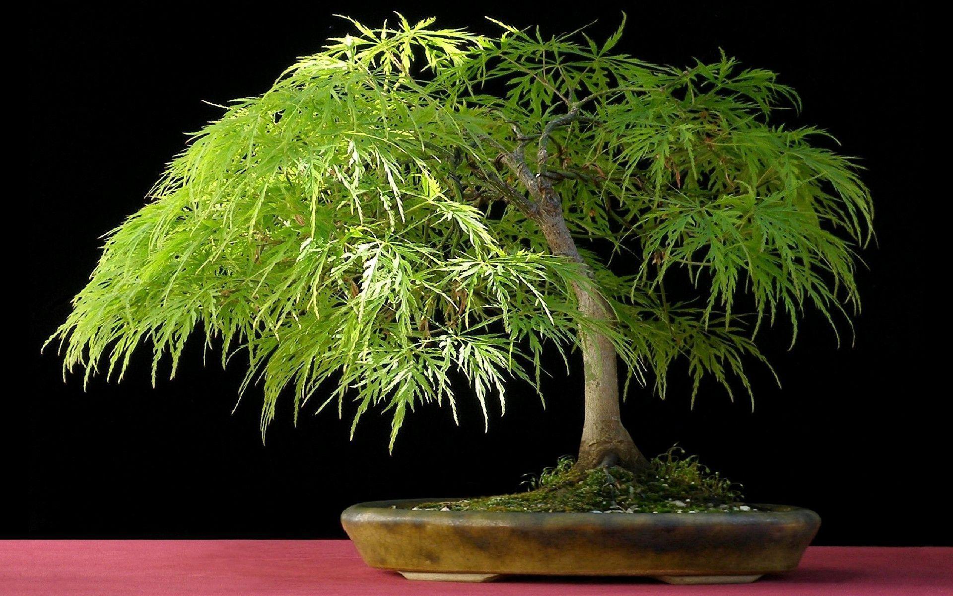 japan bonsai wallpaper 2014