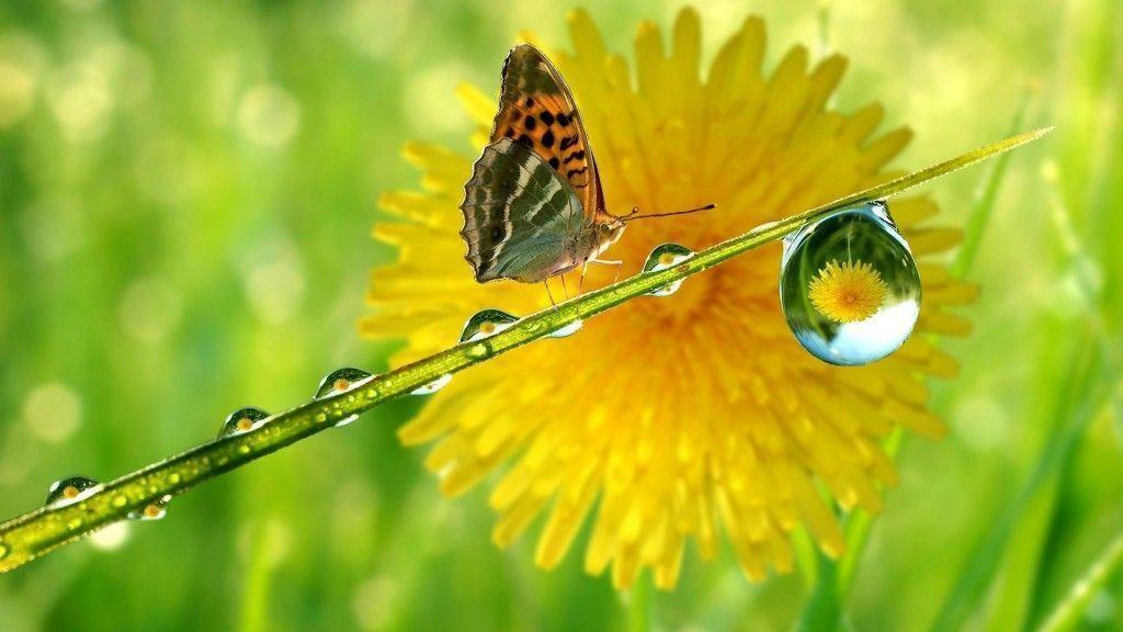 Crystal Rain Drop. Butterfly HD Wallpaper. Widescreen Wallpaper