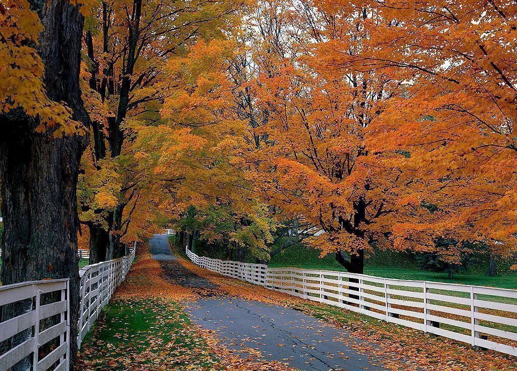 Fall Wallpaper. Download HD Wallpaper