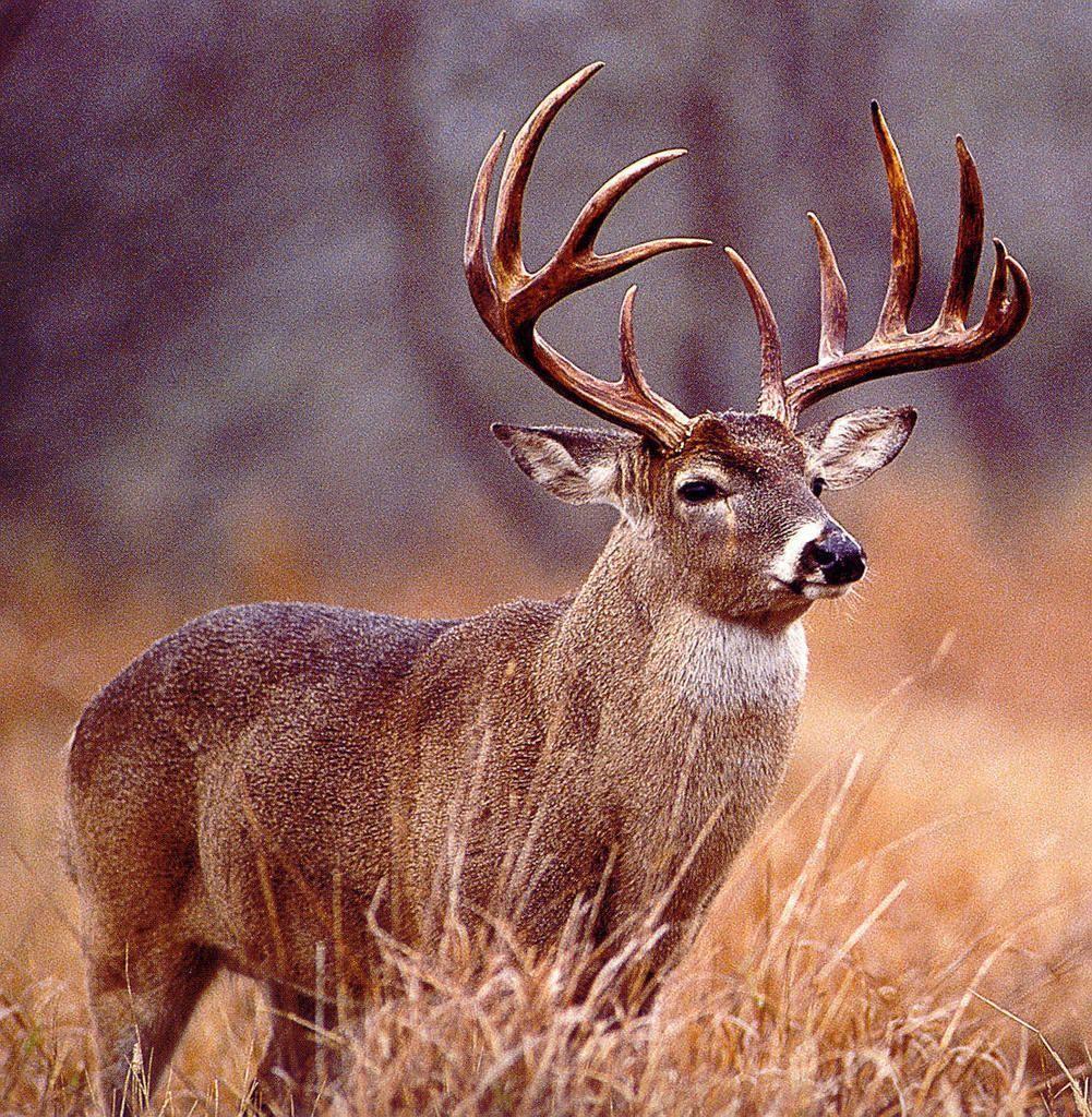 Pix For Deer Hunting Facebook Covers.