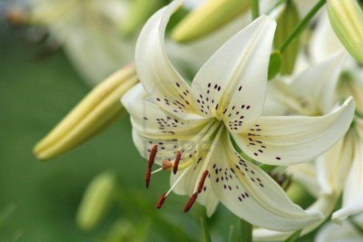 Pix For > Tiger Lily Flower Wallpaper