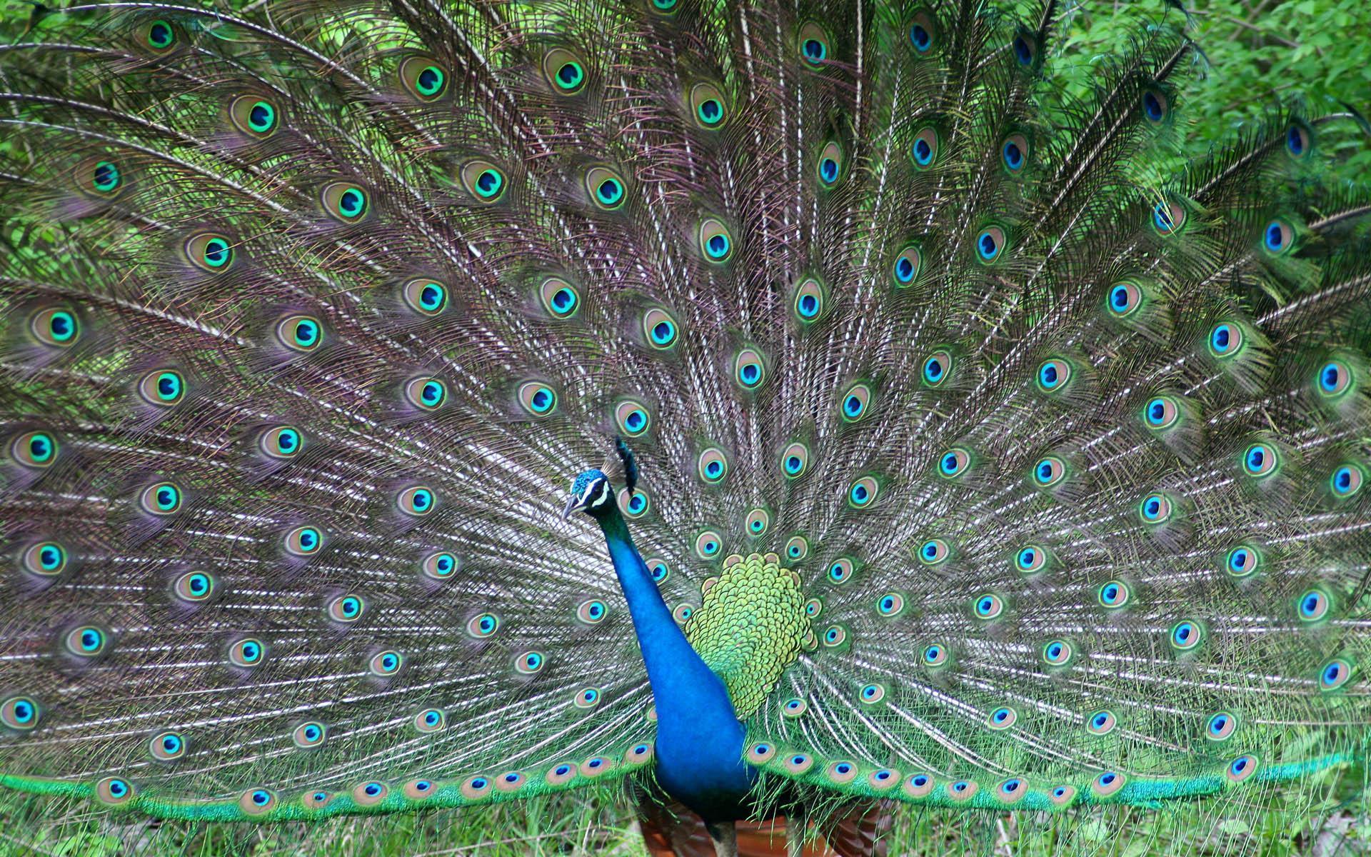 Beautiful Peacock wallpaper