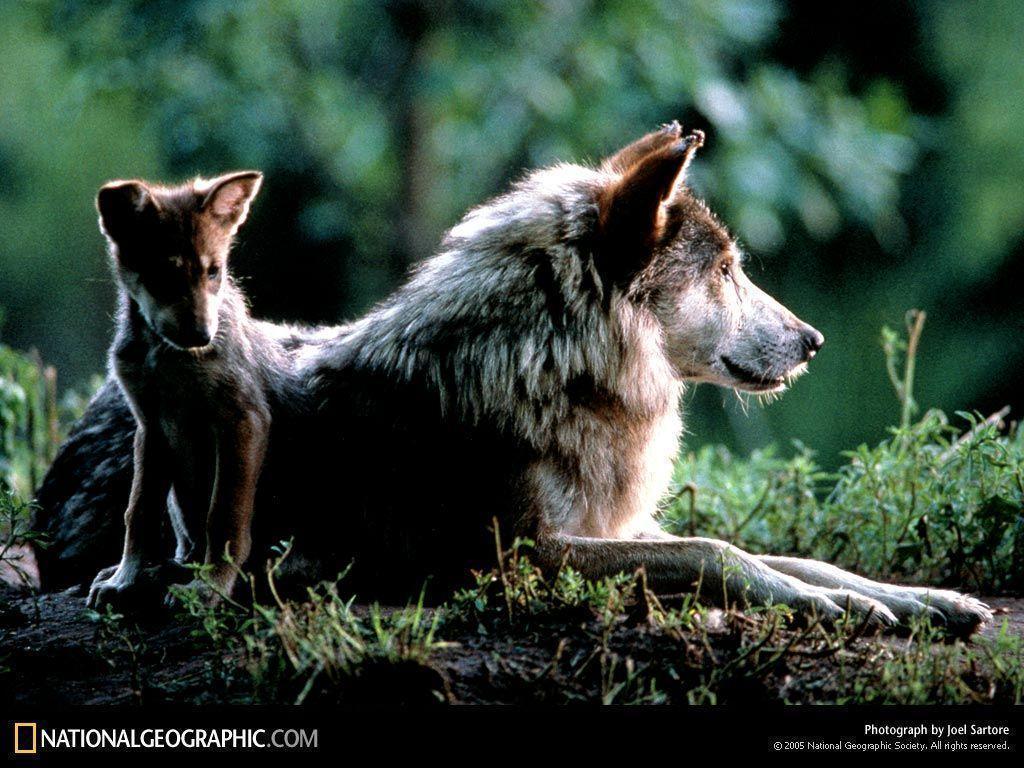 Wolf mother and baby Wallpaper Wallpaper 3596