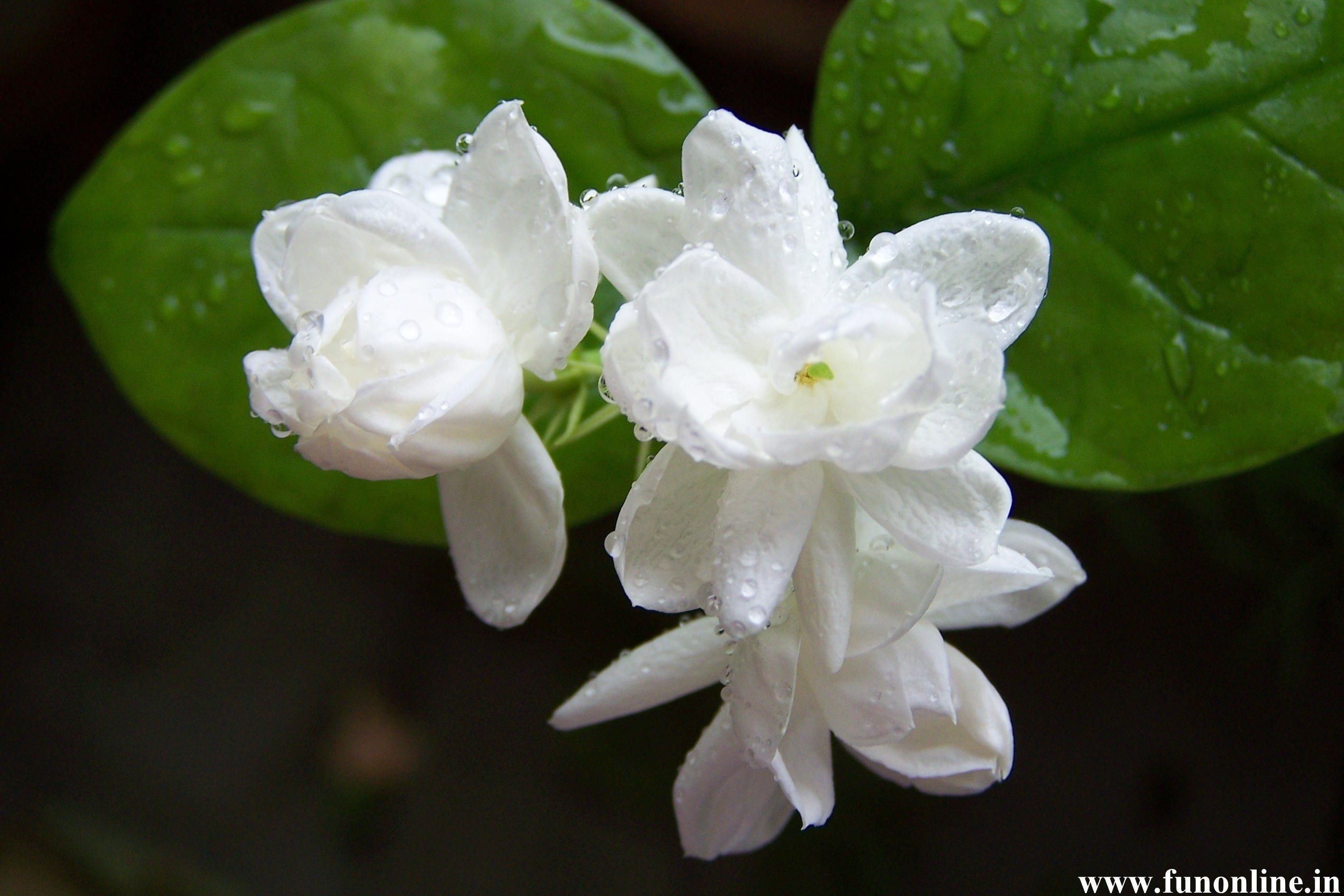 Jasmine Flower Wallpapers Wallpaper Cave