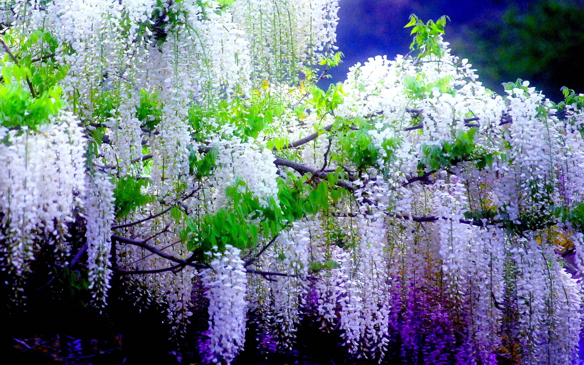 Wisteria Flower Wallpaper