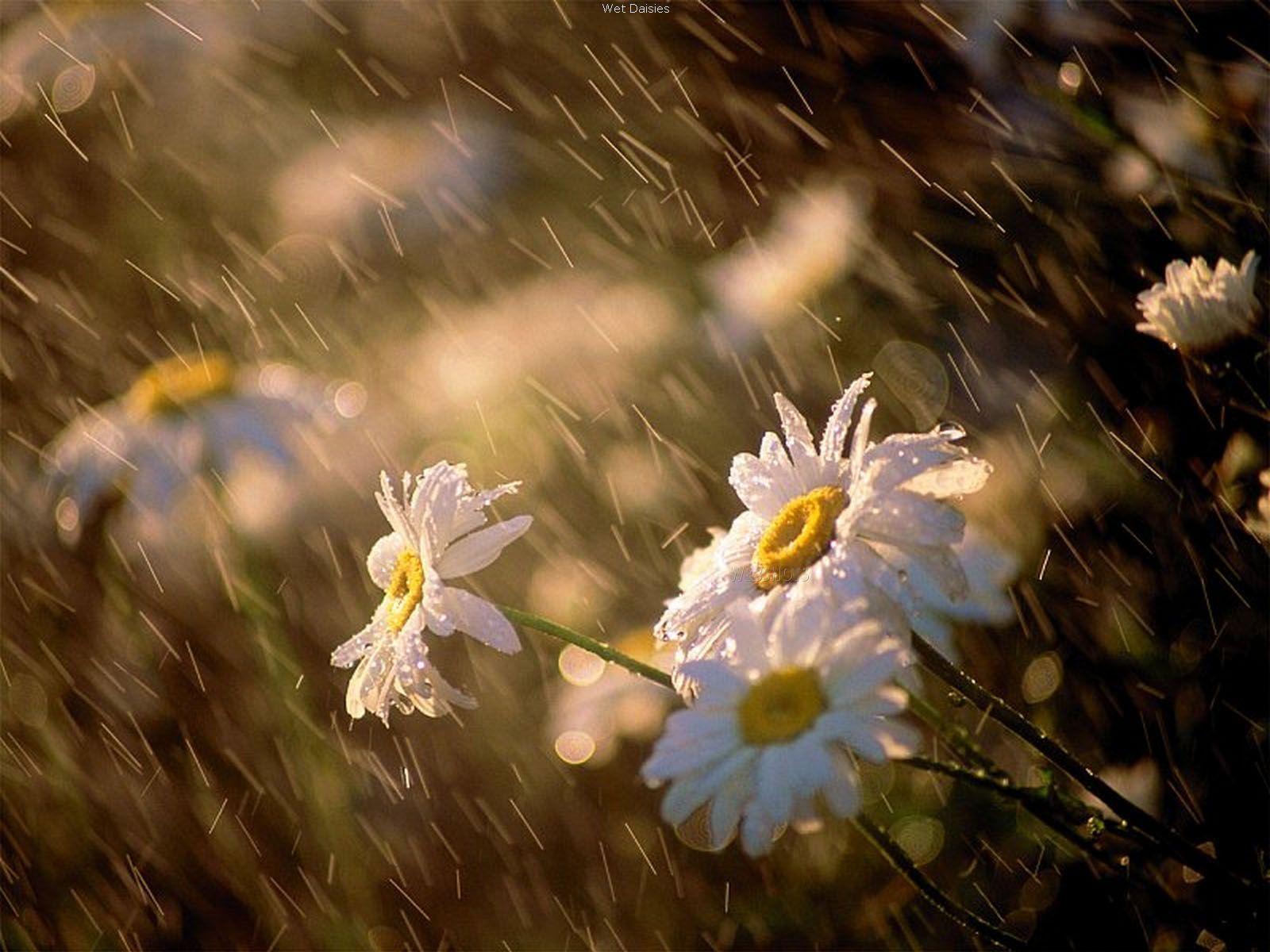 Beautiful Spring Rain