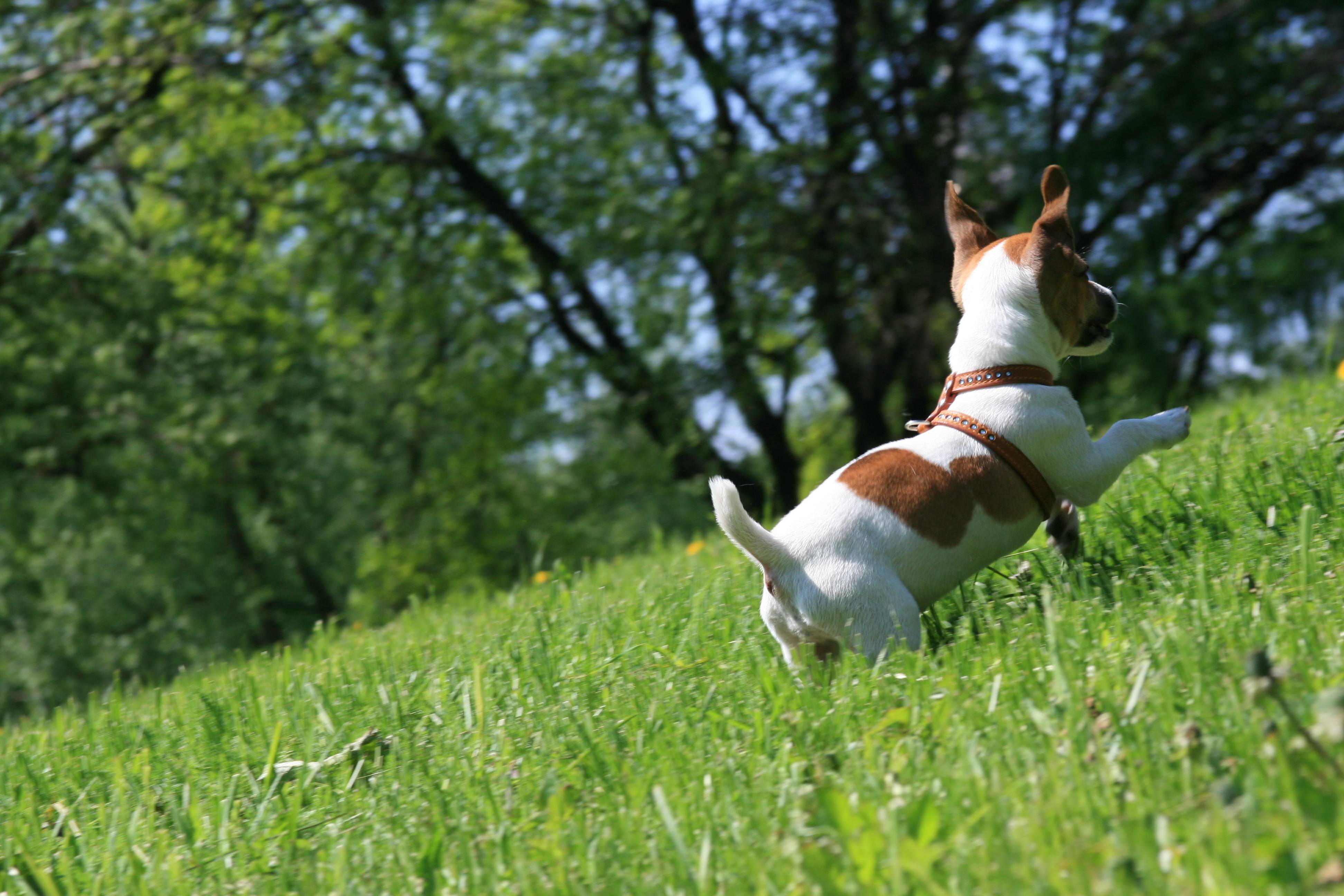 Download wallpaper dog, Jack Russell Terrier, happy, runs free
