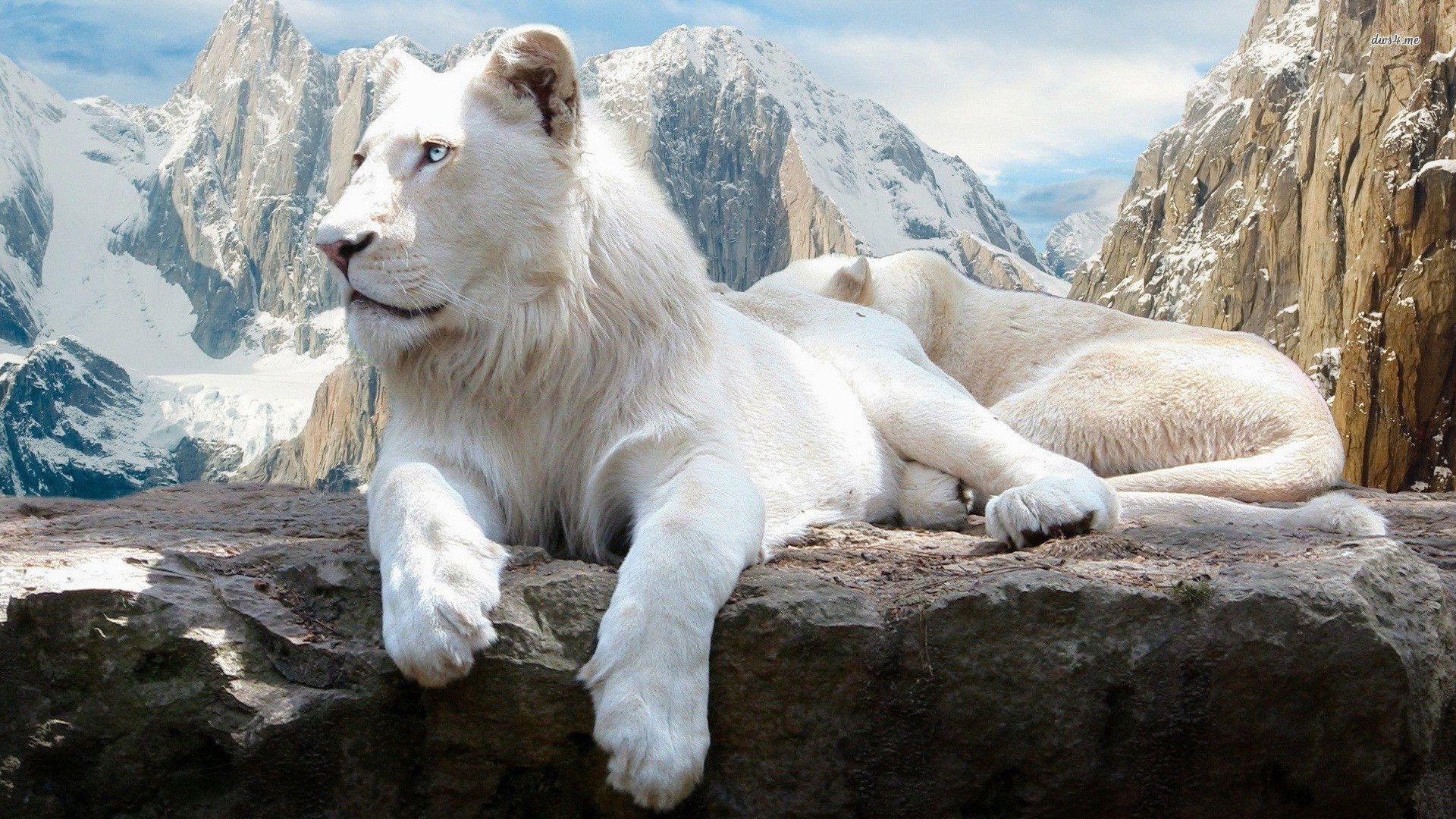 Pix For > White Lion Background HD