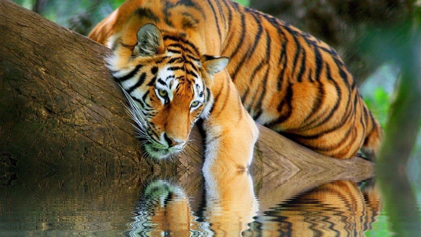 tiger reminiscing Wallpaper 1366x768 HD Wallpaper