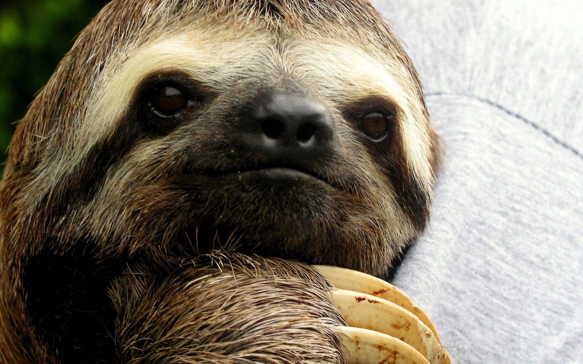 image For > Sloth Wallpaper