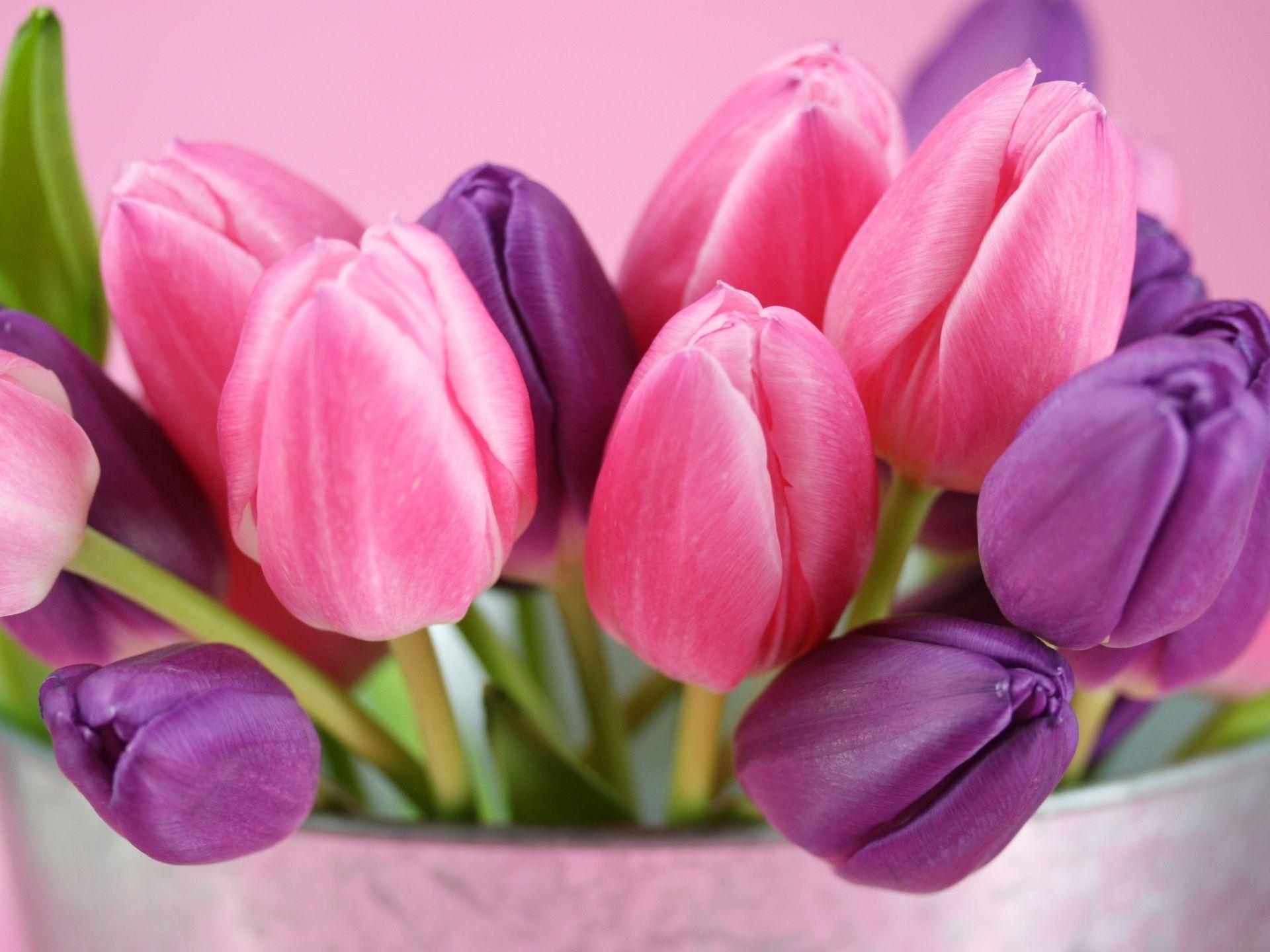 Flowers For > Pink Tulips Wallpaper