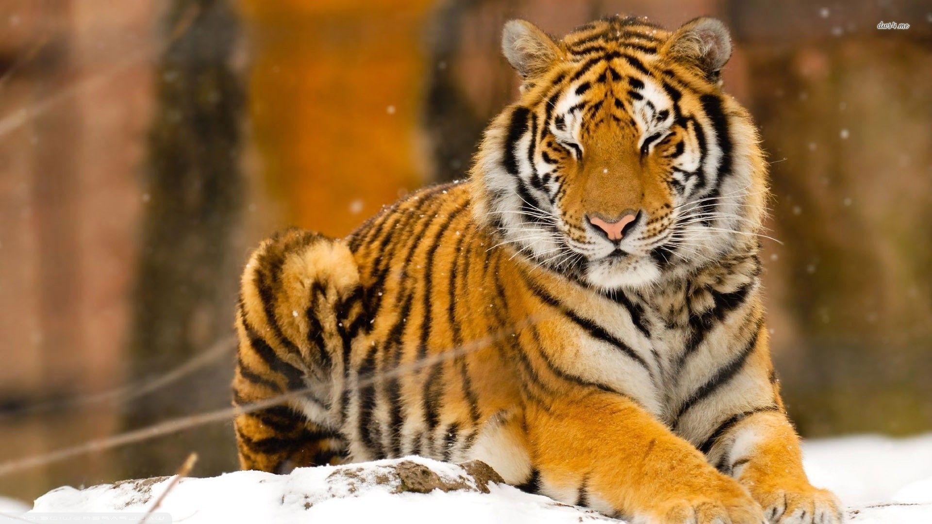 Siberian Tiger HD Image Picture Wallpaper
