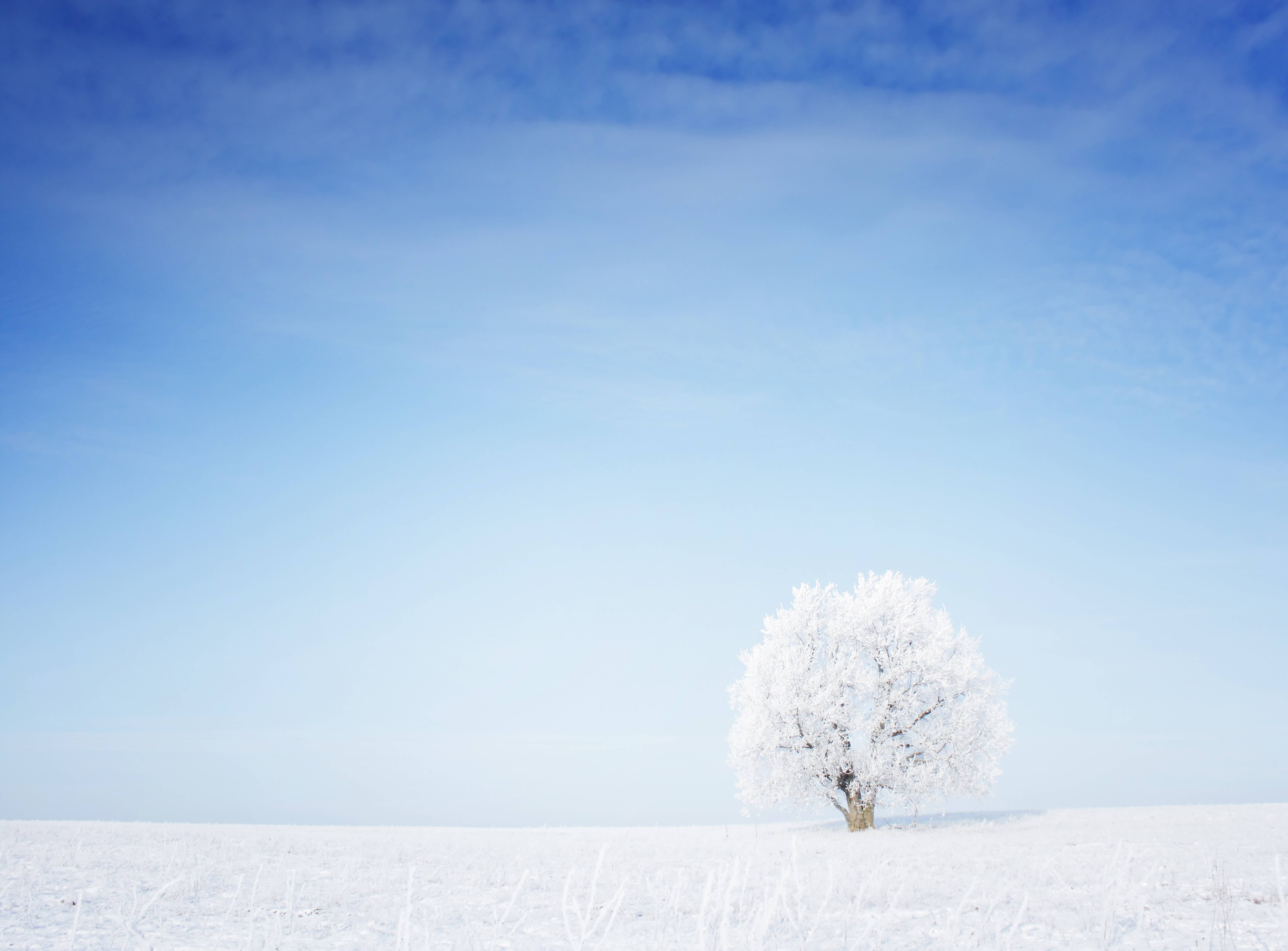 Download wallpaper tree, grass, snow free desktop wallpaper in