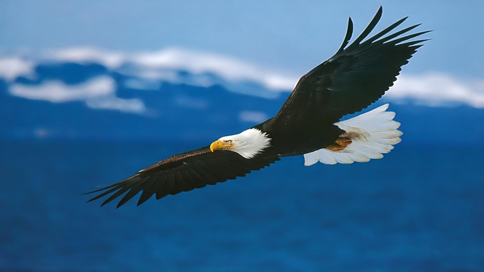 Eagle over mountains free desktop background wallpaper image