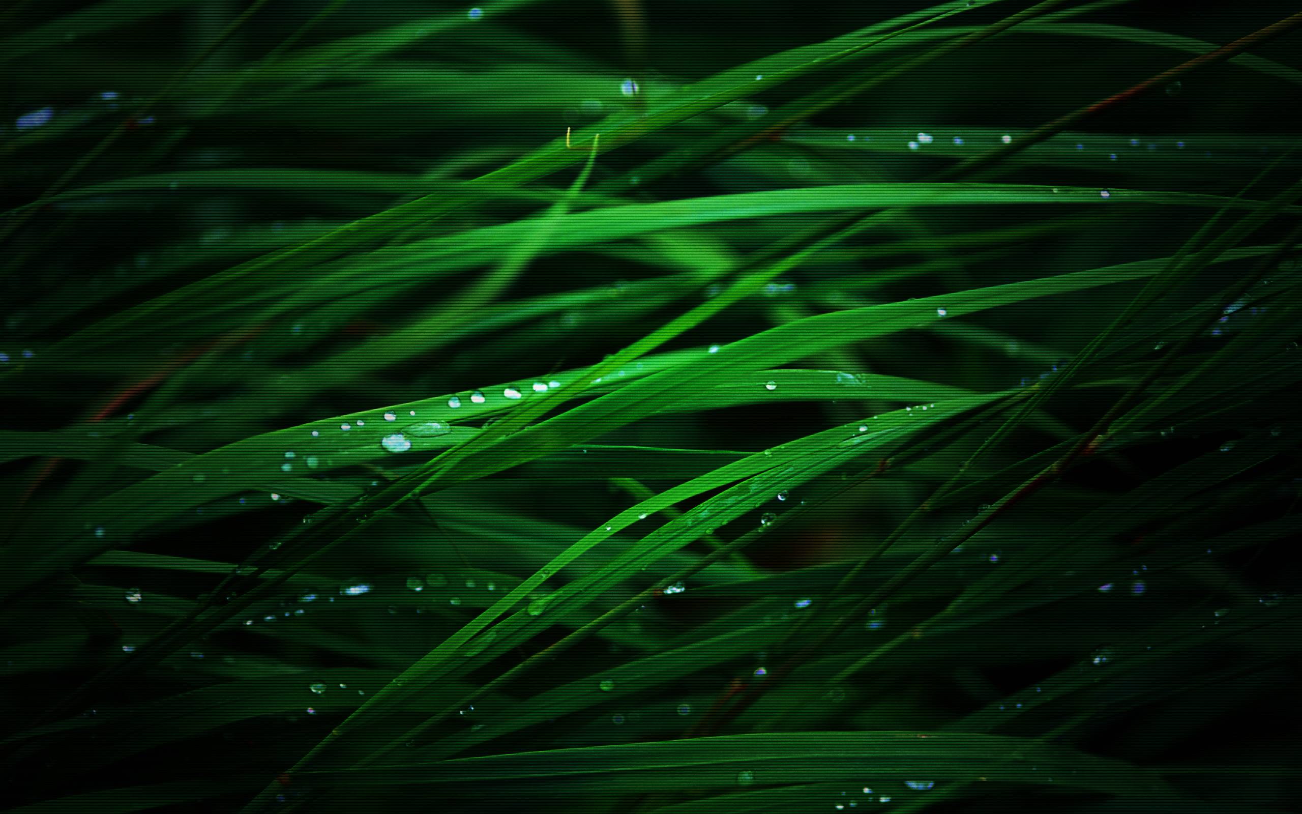 Grass Wallpaper HD