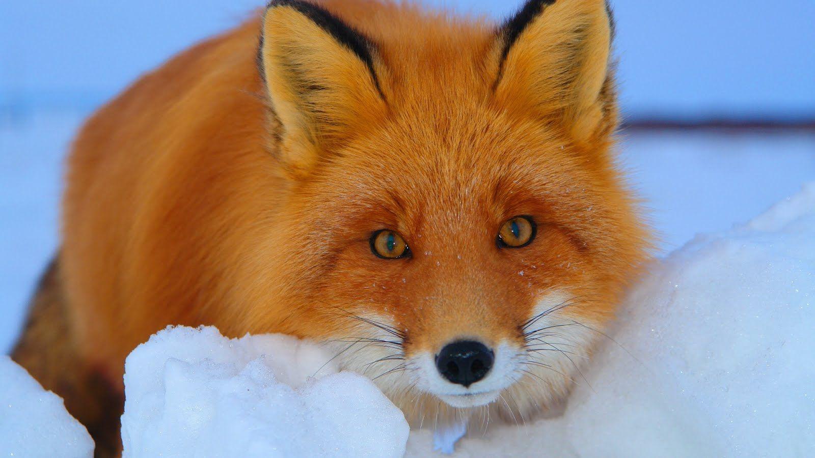 Free Wallpaper 1920x1080 HDTV: Red fox in snow