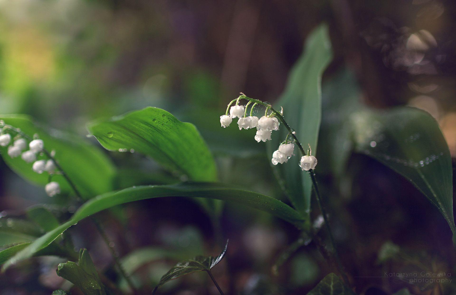 Lily Of The Valley Wallpapers - Wallpaper Cave