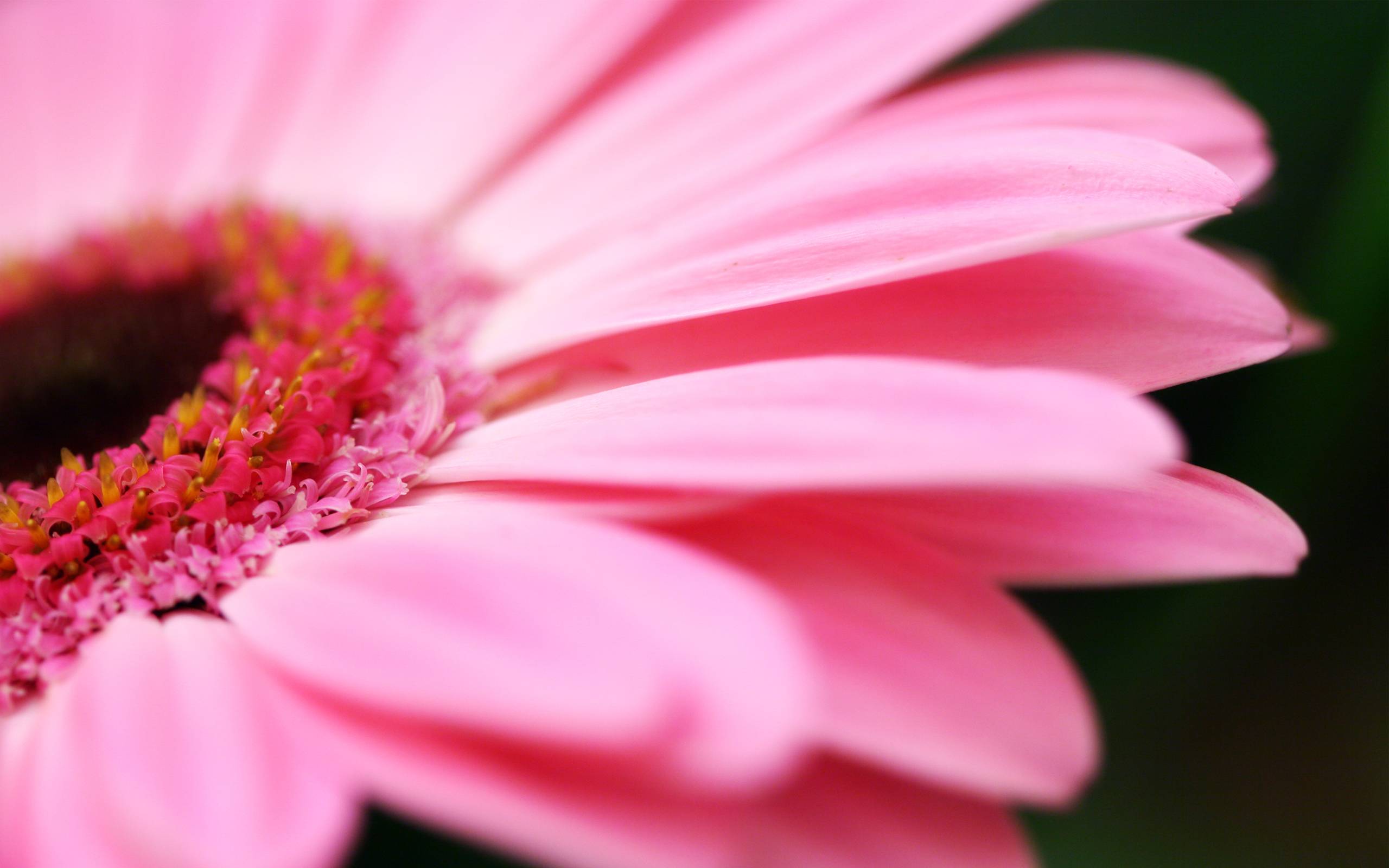 Pink Flower Close Photo Desktop Wallpaper