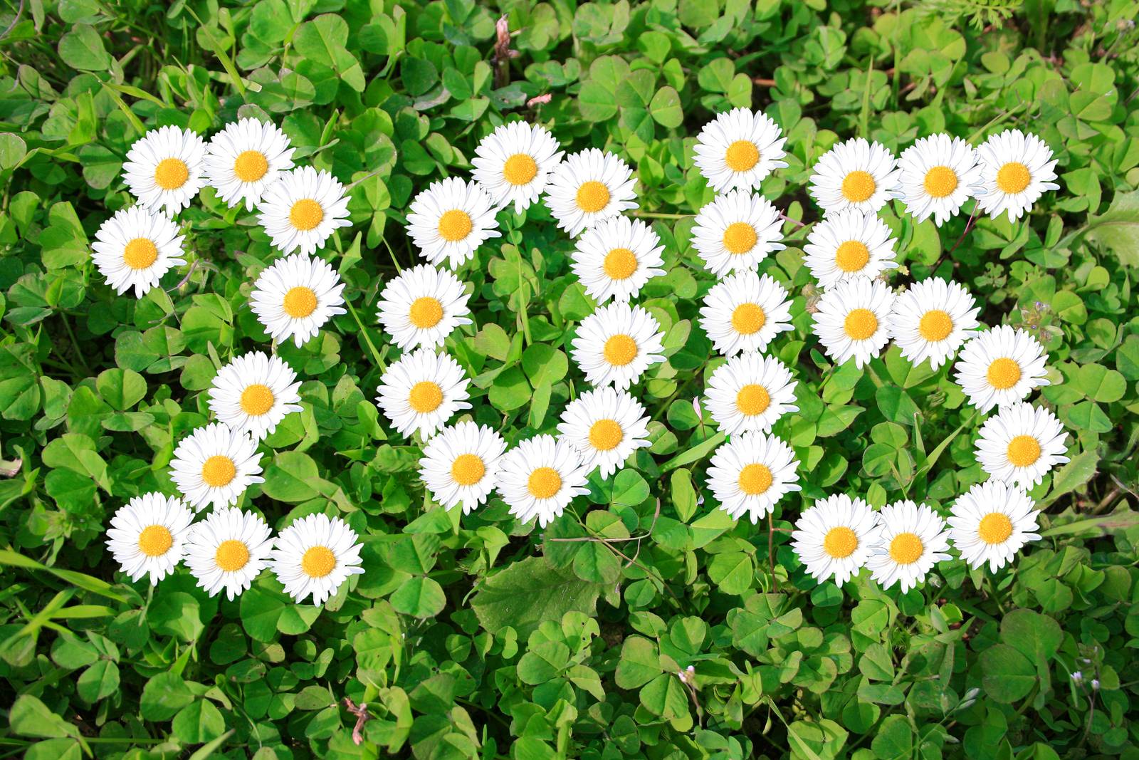 Happy New Year 2015 HD Wallpaper Flower Ideas