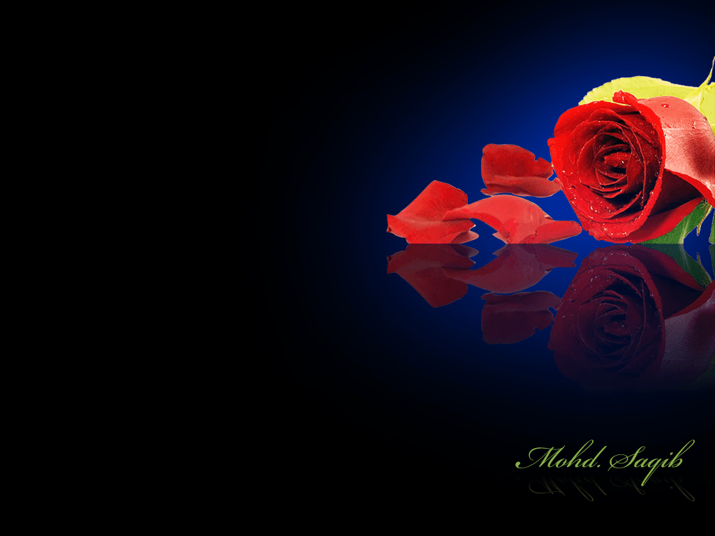 Rose Desktop Background