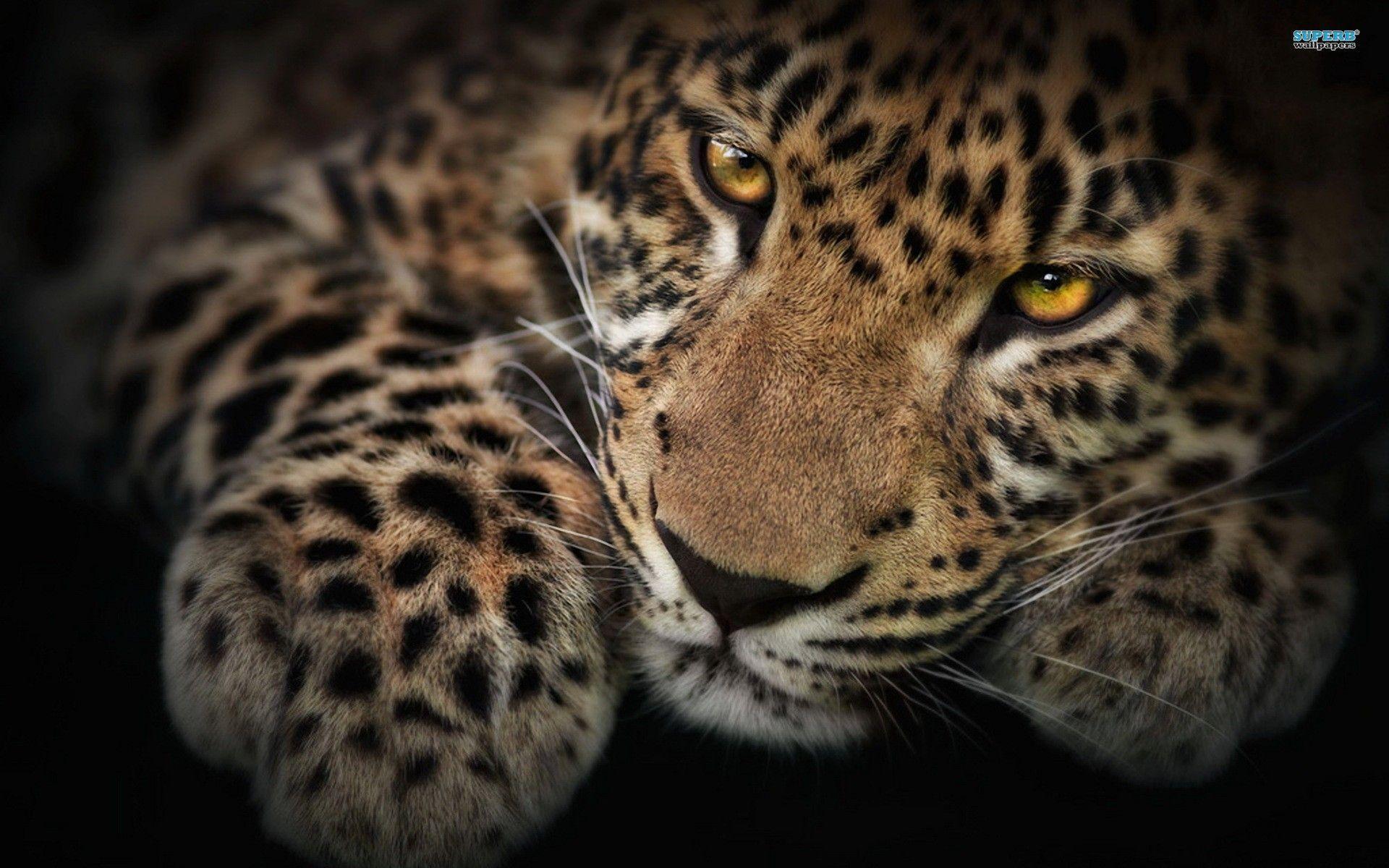 Colorful Leopard Wallpaper · Leopard Wallpaper. Best Desktop