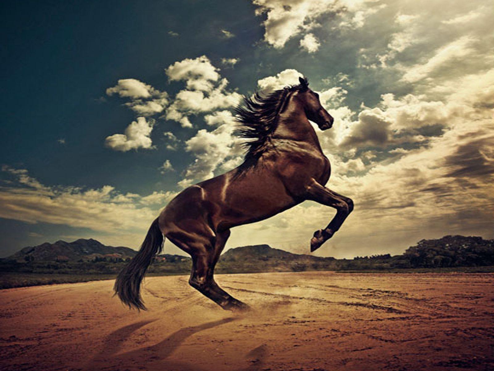 White horse swimming in the blue sea desktop wallpaper HD. High