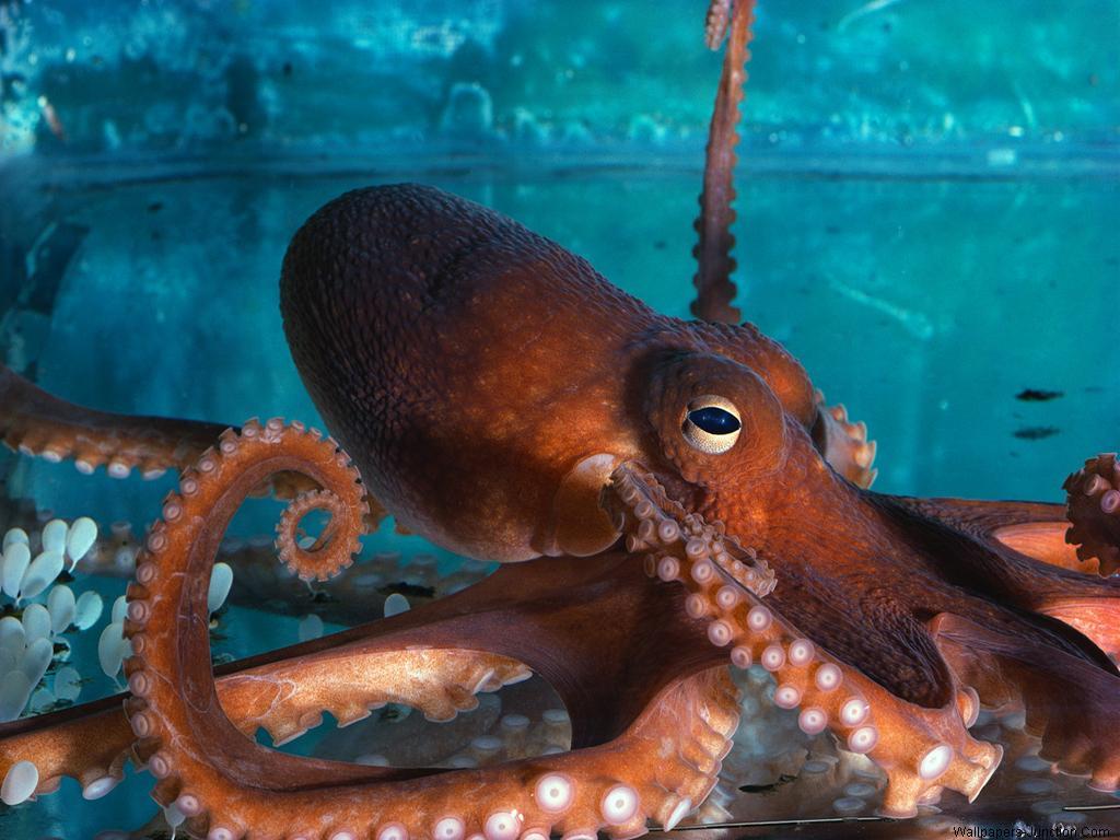 Pin Awesome Octopus Wallpaper